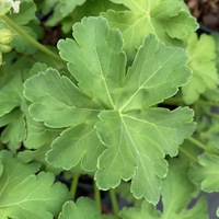 Geranium macrorrhizum 'White-Ness'